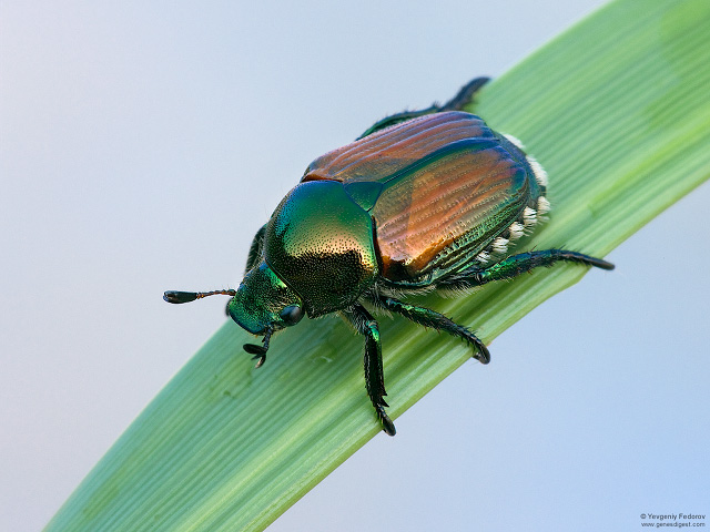 Allarme Popillia Japonica